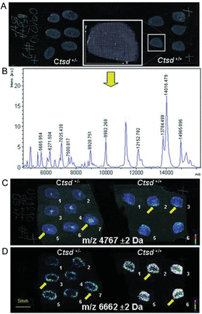 examples maldi-msi analyses